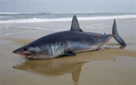 requin algerie|un requin de 10 mètres échoue dans le port de Tigzirt